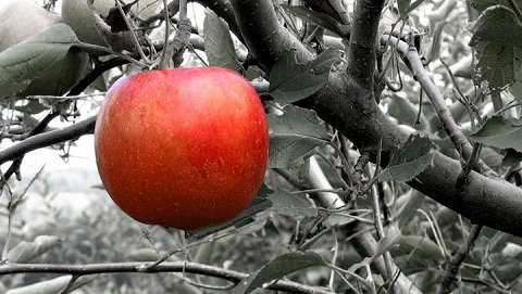 Gentle, Not Self-Willed